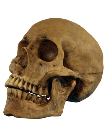 Decorative Resin Skull Cranium