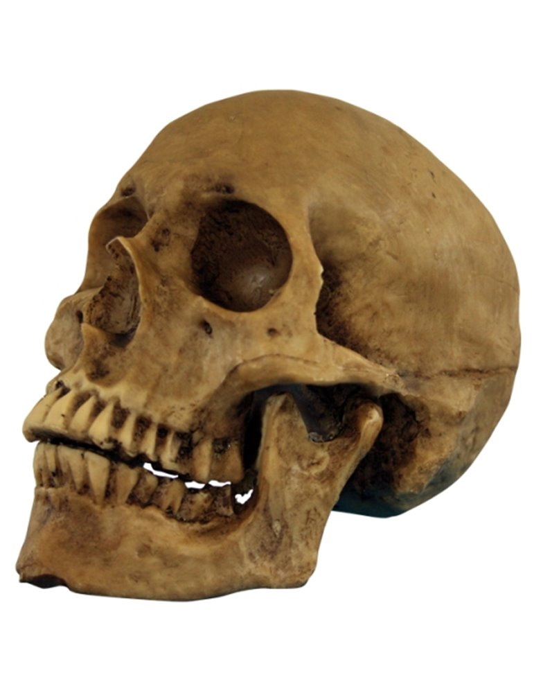 Decorative Resin Skull Cranium